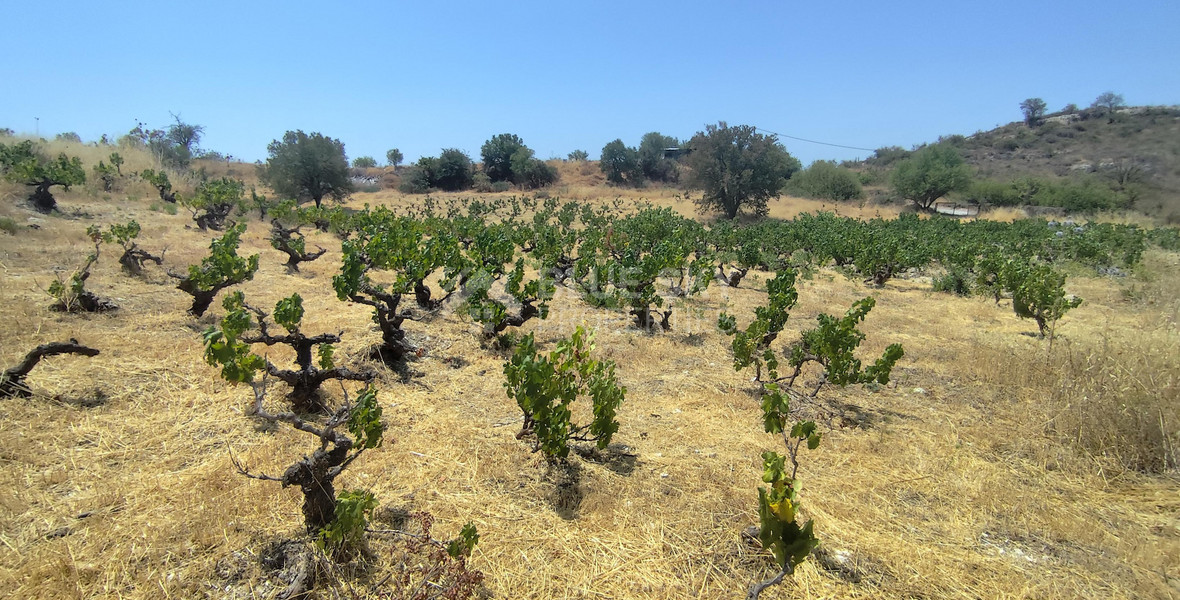 Agricultural land for sale in Agios Ambrosios, Limassol