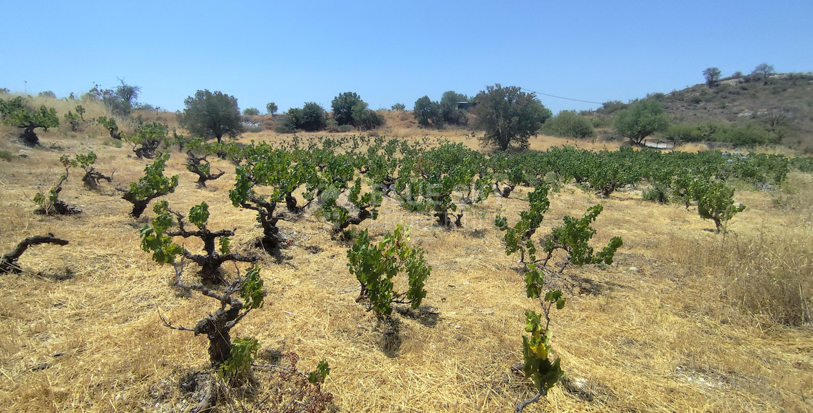 Agricultural land for sale in Agios Ambrosios, Limassol