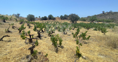 Agricultural land for sale in Agios Ambrosios, Limassol