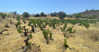 Agricultural land for sale in Agios Ambrosios, Limassol