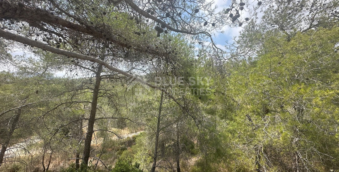 An amazing agricultural field with private road in Finikaria 24,415 sq. amongst pine trees and nature,  10 minutes from central Limassol.