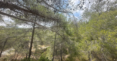 An amazing agricultural field with private road in Finikaria 24,415 sq. amongst pine trees and nature,  10 minutes from central Limassol.