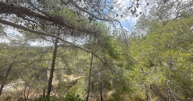 An amazing agricultural field with private road in Finikaria 24,415 sq. amongst pine trees and nature,  10 minutes from central Limassol.