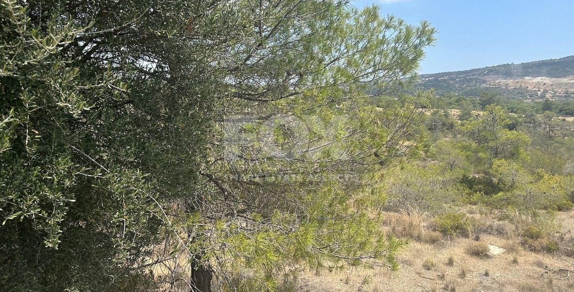 An amazing agricultural field with private road in Finikaria 24,415 sq. amongst pine trees and nature,  10 minutes from central Limassol.