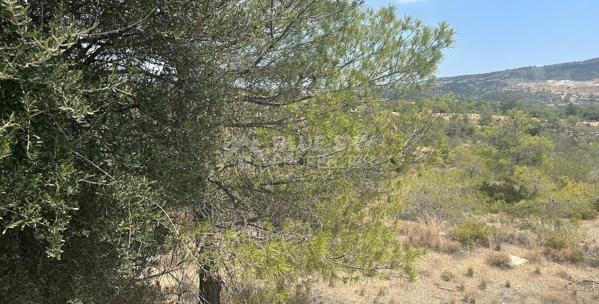 An amazing agricultural field with private road in Finikaria 24,415 sq. amongst pine trees and nature,  10 minutes from central Limassol.