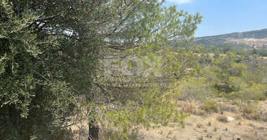 An amazing agricultural field with private road in Finikaria 24,415 sq. amongst pine trees and nature,  10 minutes from central Limassol.