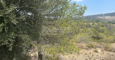 An amazing agricultural field with private road in Finikaria 24,415 sq. amongst pine trees and nature,  10 minutes from central Limassol.