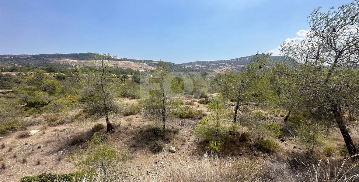 An amazing agricultural field with private road in Finikaria 24,415 sq. amongst pine trees and nature,  10 minutes from central Limassol.