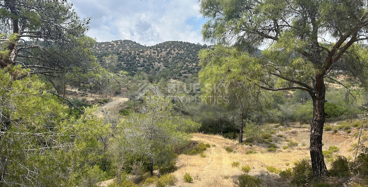 An amazing agricultural field with private road in Finikaria 24,415 sq. amongst pine trees and nature,  10 minutes from central Limassol.