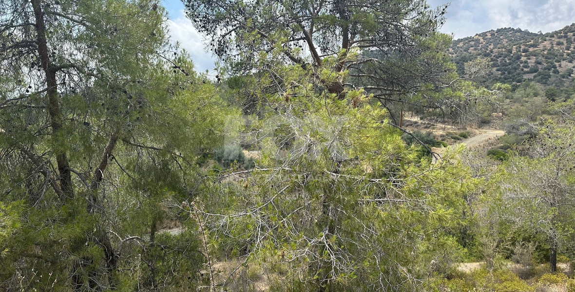 An amazing agricultural field with private road in Finikaria 24,415 sq. amongst pine trees and nature,  10 minutes from central Limassol.