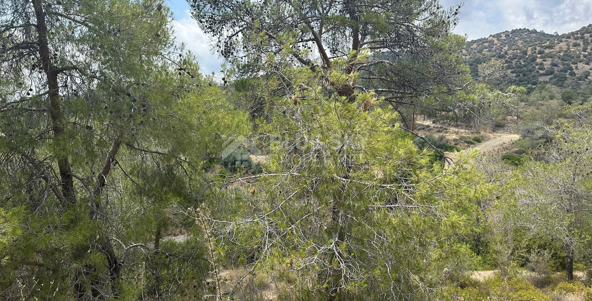 An amazing agricultural field with private road in Finikaria 24,415 sq. amongst pine trees and nature,  10 minutes from central Limassol.