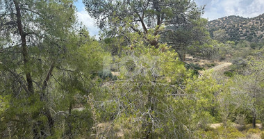 An amazing agricultural field with private road in Finikaria 24,415 sq. amongst pine trees and nature,  10 minutes from central Limassol.