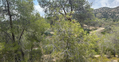 An amazing agricultural field with private road in Finikaria 24,415 sq. amongst pine trees and nature,  10 minutes from central Limassol.