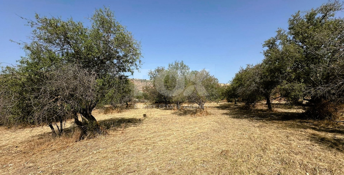 Potential Agricultural land in Marathounta village, for sale