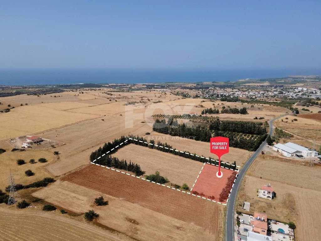 Residential field in Kouklia , Paphos District (share)