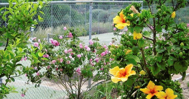 Four Bedroom Villa for rent