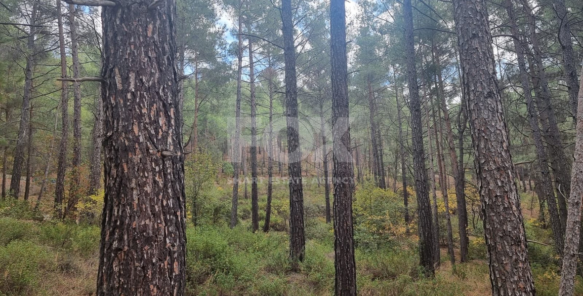 LAND FOR SALE IN PANO PLATRES