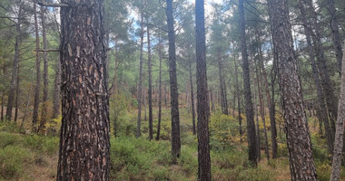 LAND FOR SALE IN PANO PLATRES