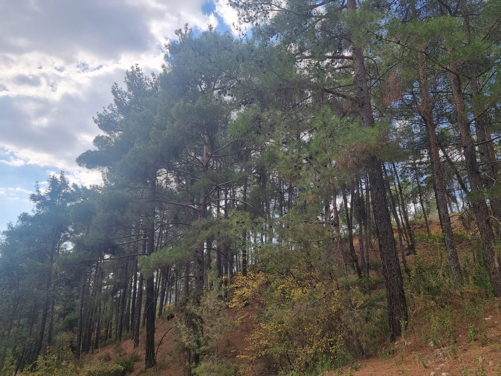 Atterrir  Pano Platres, Chypre