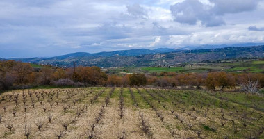 Large Field in Stroumbi