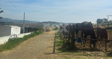 FOR SALE Freehold Land with Established & Profitable Equestrian Business for sale in Pareklissia