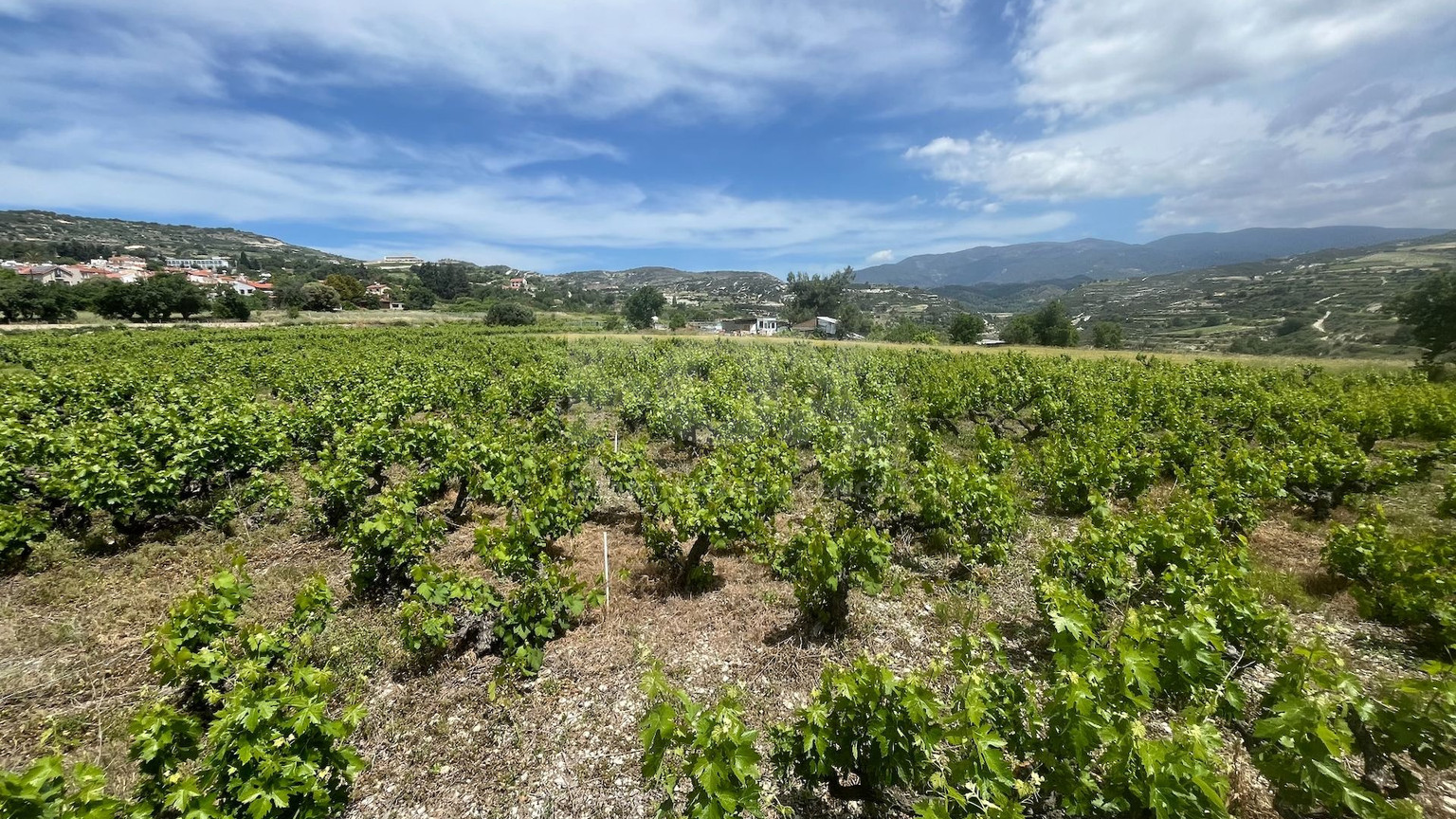 Large Residential Plot for Sale in Beautiful Omodos
