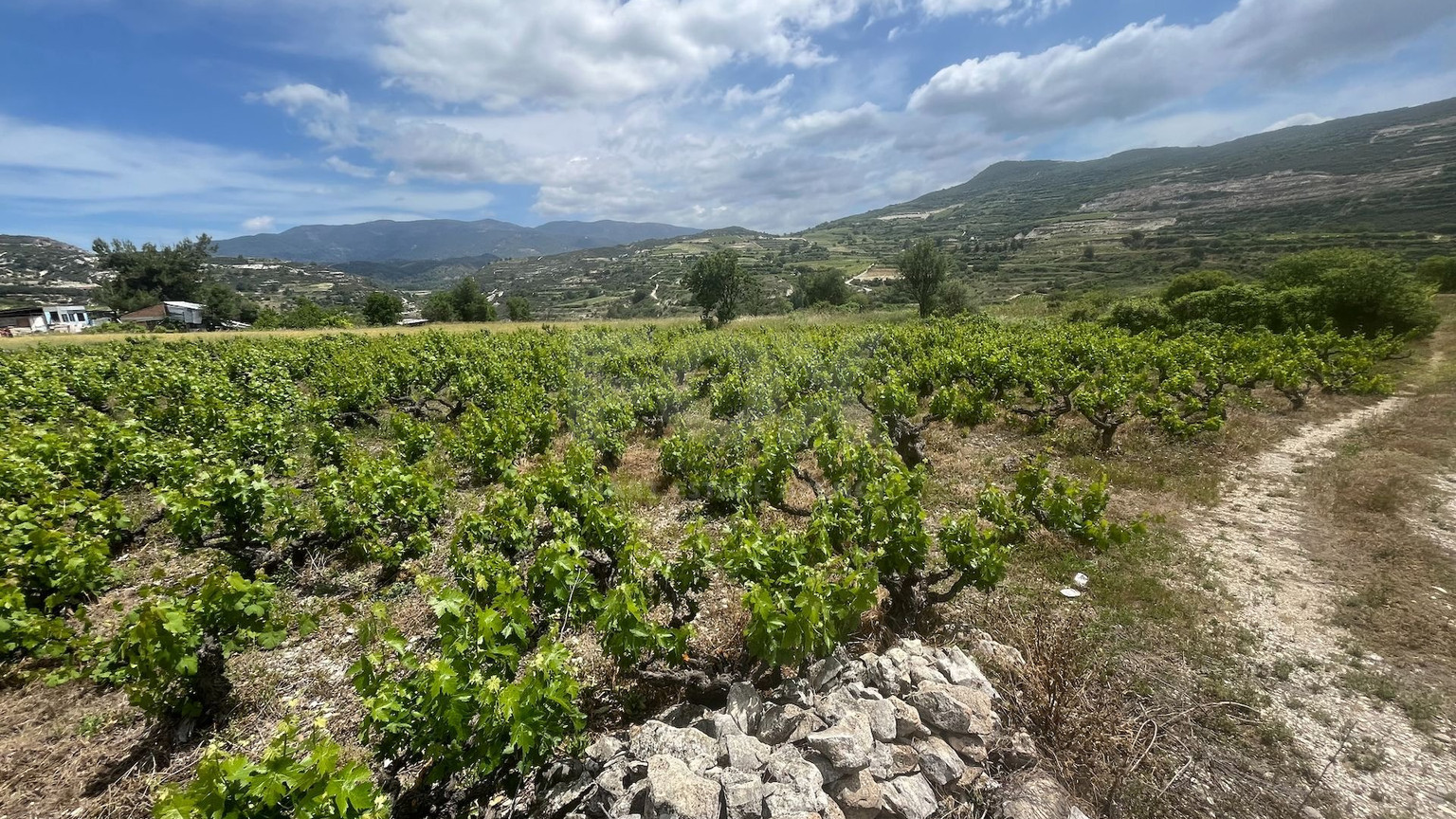 Large Residential Plot for Sale in Beautiful Omodos