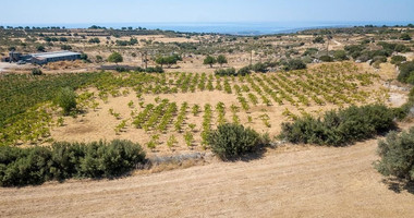 Half share of Agriculture land for sale in Pachna, Limassol
