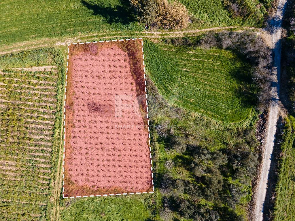 For sale: Residential field in Polemi community,  in Paphos District.