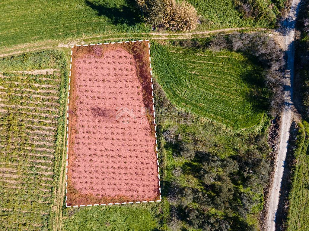 For sale: Residential field in Polemi community,  in Paphos District.