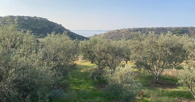 Large Residential Field for Sale in Agios Tychon