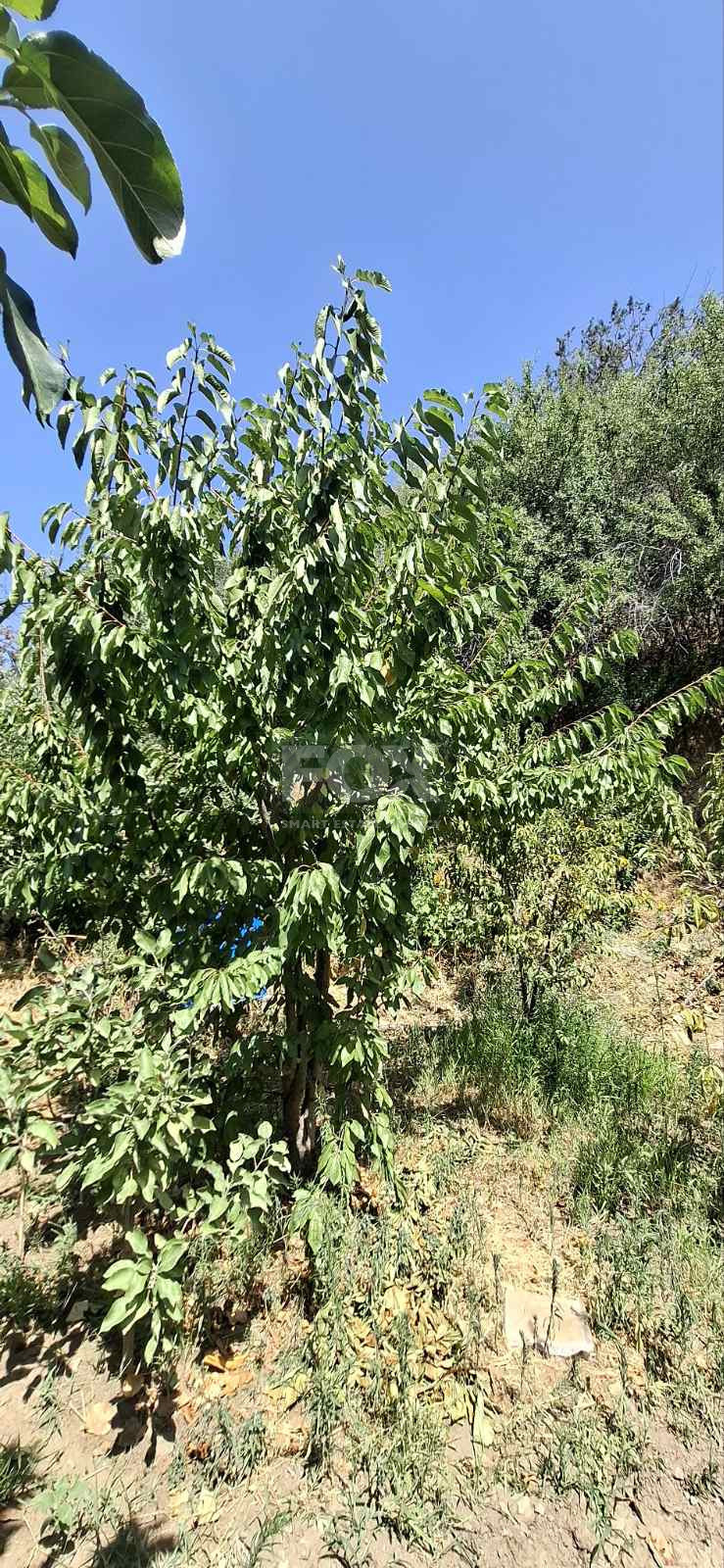 Two bedroom house for rent in Zoopigi village, Limassol