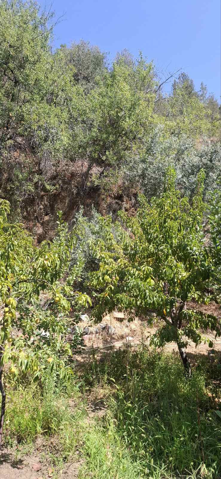 Two bedroom house for rent in Zoopigi village, Limassol