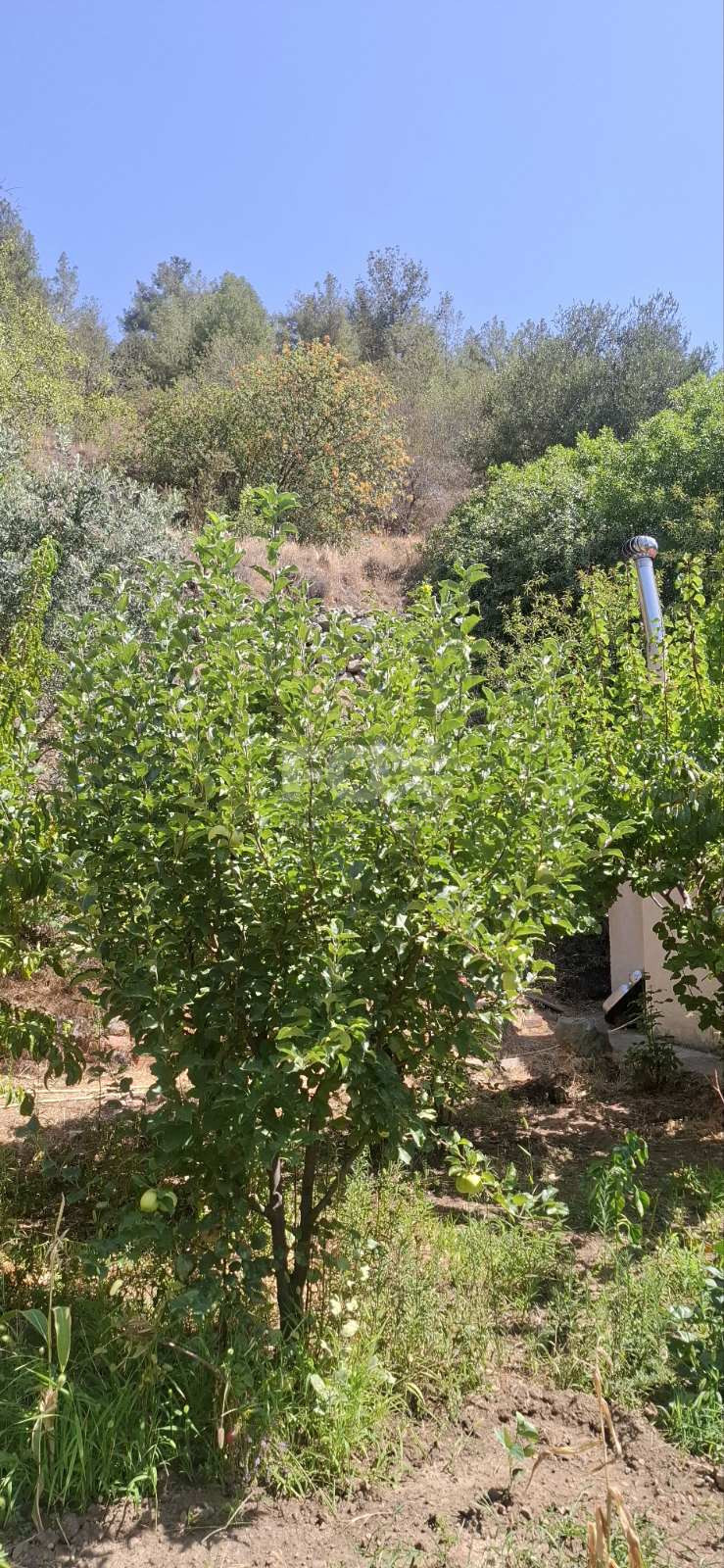 Two bedroom house for rent in Zoopigi village, Limassol