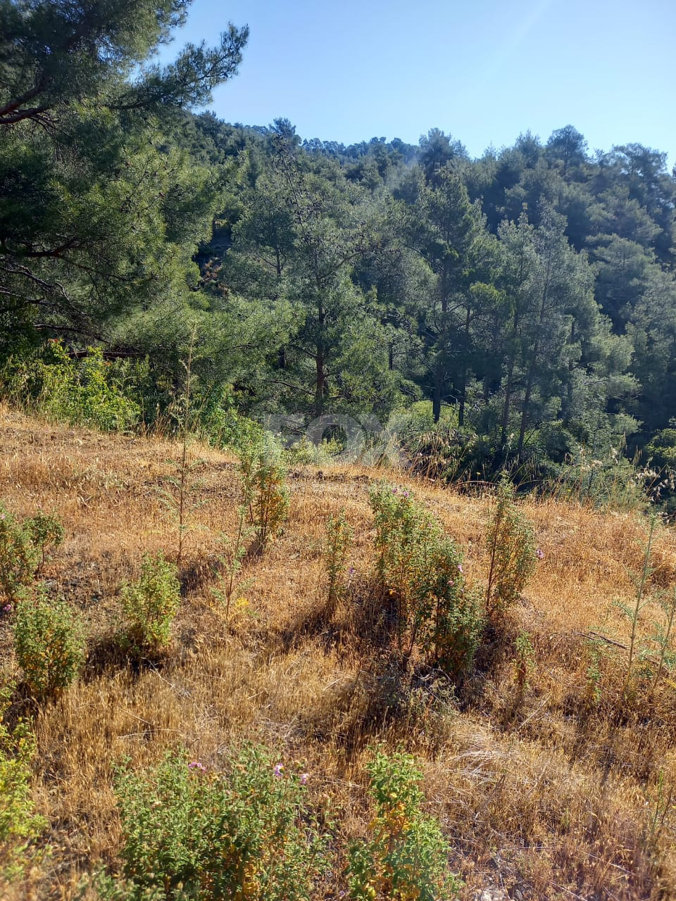 Land for sale in Moniatis, Limassol