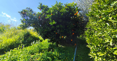Protected land with orchard for sale in Dierona, Limassol
