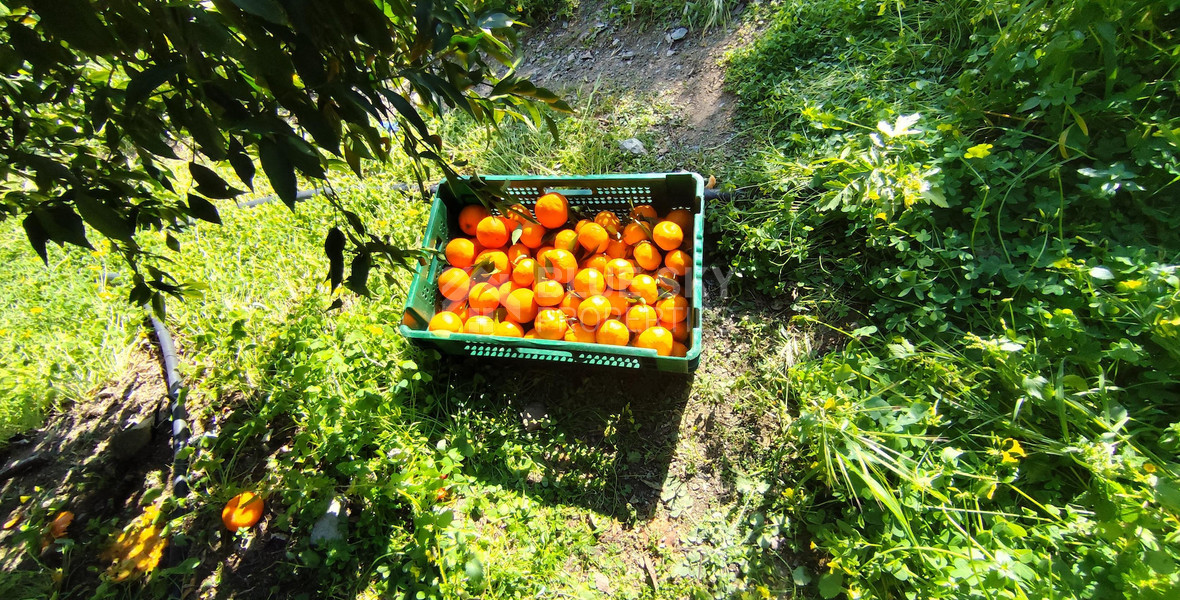 Protected land with orchard for sale in Dierona, Limassol