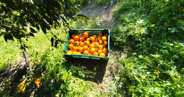 Protected land with orchard for sale in Dierona, Limassol