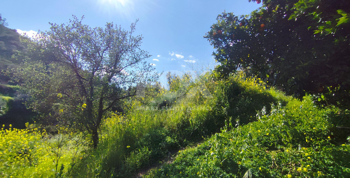 Protected land with orchard for sale in Dierona, Limassol