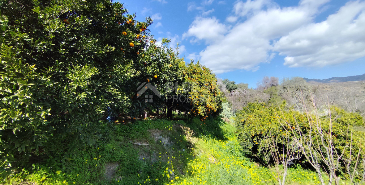 Protected land with orchard for sale in Dierona, Limassol