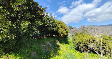 Protected land with orchard for sale in Dierona, Limassol