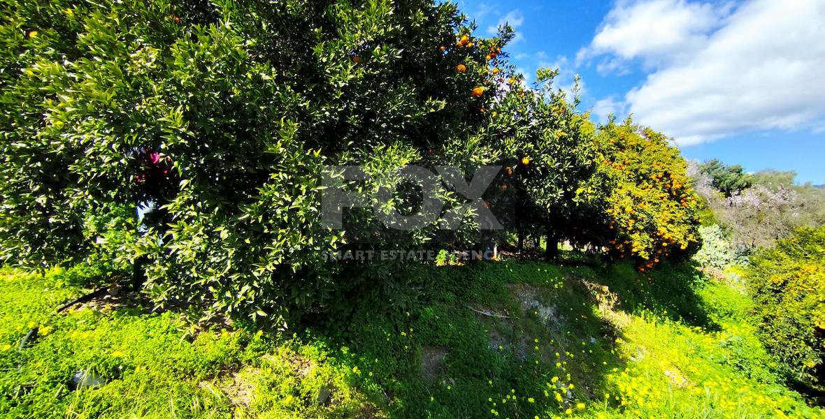 Protected land with orchard for sale in Dierona, Limassol