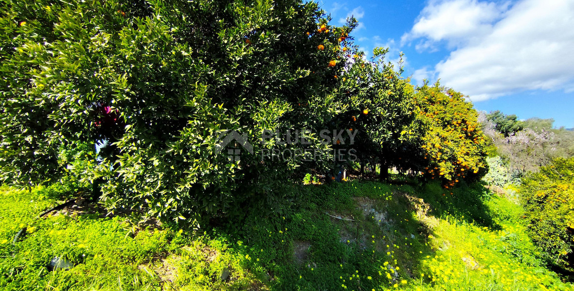 Protected land with orchard for sale in Dierona, Limassol