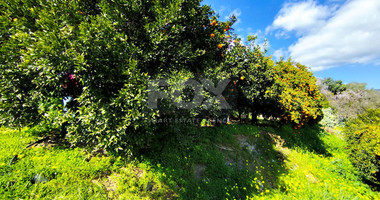Protected land with orchard for sale in Dierona, Limassol