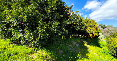 Protected land with orchard for sale in Dierona, Limassol