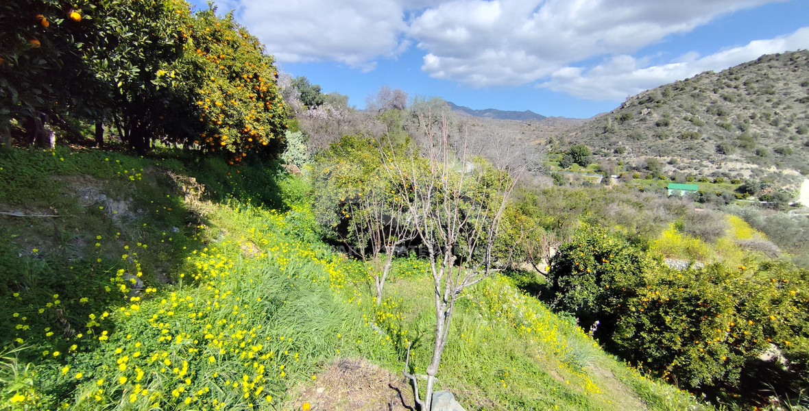 Protected land with orchard for sale in Dierona, Limassol
