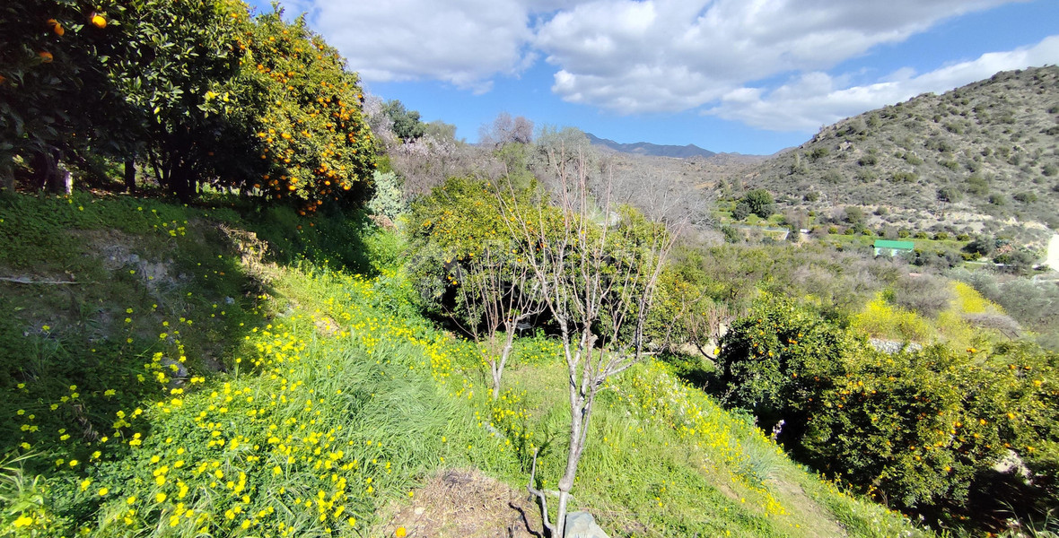 Protected land with orchard for sale in Dierona, Limassol