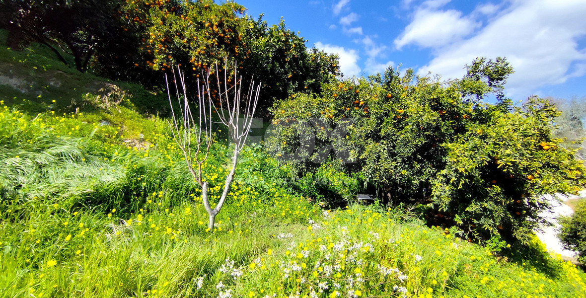 Protected land with orchard for sale in Dierona, Limassol