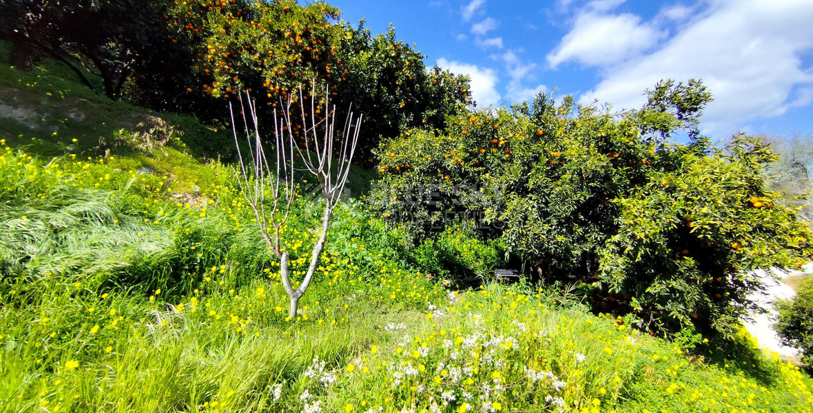 Protected land with orchard for sale in Dierona, Limassol