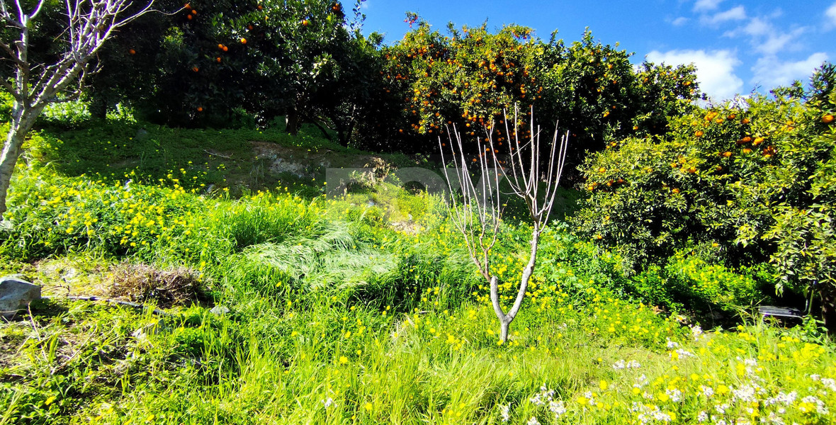 Protected land with orchard for sale in Dierona, Limassol